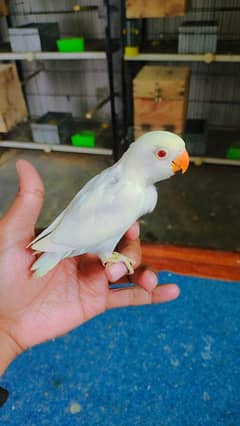 2 Albino Red-eye and 1 Albino split Chick