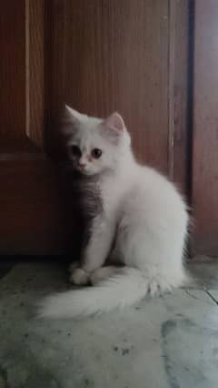 Persian