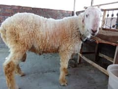 1 kajla or 1 Mundra qurbani 2025.03104532502. . 03020473176