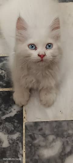 Persian female kitten  for sale .