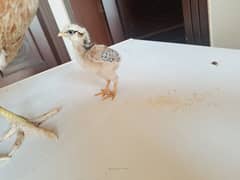 Thai Sindhi Cross Aseel Chick