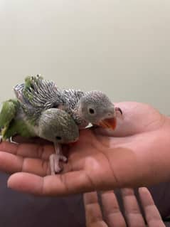 Home breed green Ringneck chicks