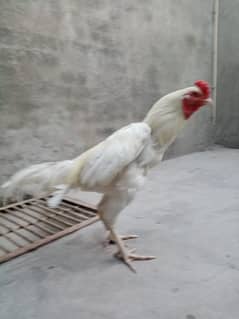 pure white Heera/ herra/ aseel hera