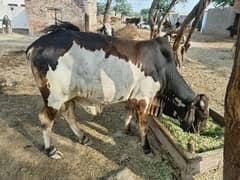DASI