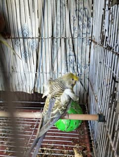 Australian Budgies Hongoromo Red Eyes pair