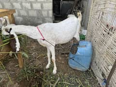 Bakri