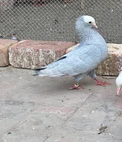 Silver clour mukhi pair very beautiful and active pair