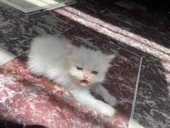 Kittens for sale