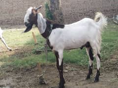 bakra