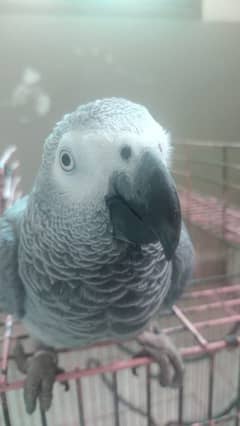 Congo grey parrot ( African grey parrot)