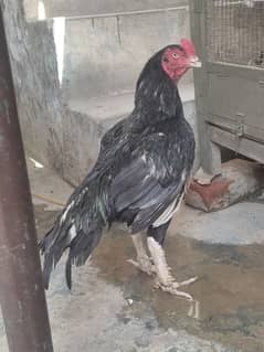 Mushka majbot bird. mohra 2600. call what's ap(0302)83:55:473)