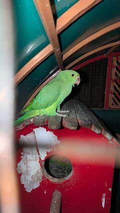 ringneck
