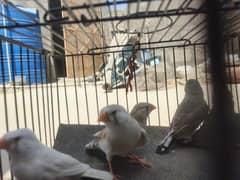 finch