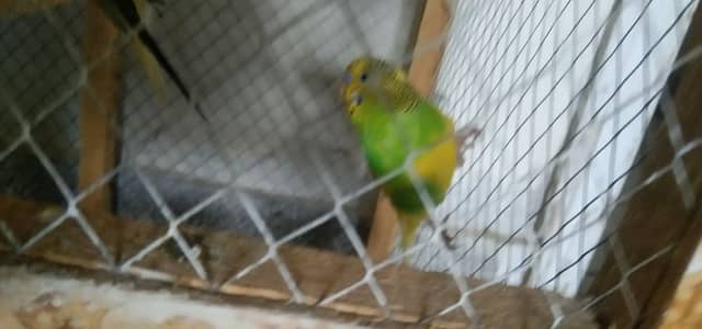 Australian parrot with Home 