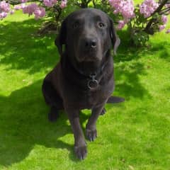 Labrador For New Shelter Final price