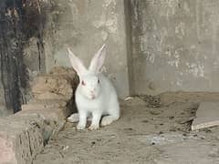 albino red eye beautiful rabbit and their child