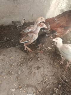 Aseel chicks