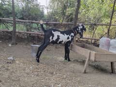 beautiful Bakra for qurbani