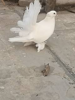 American fantail pigeon