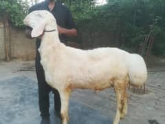 laat