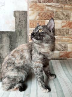I Want to Sell Tabby Persian Female Cat.