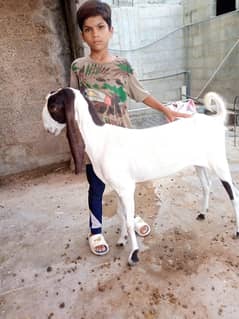 bakri