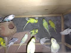 Budgies