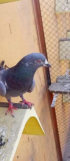 parwazi