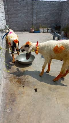 2 add dumby qurbani ky for sale 1 pes ki prise hy