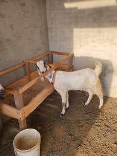 Bakra for sale