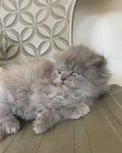 fluffy | kitten | fancy Cat | baby | low price | 3 coated
