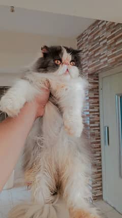 Calico piki female /improted cat/triple coat/peki kitten /top quality
