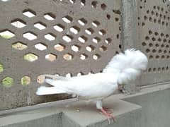 baby pigeons