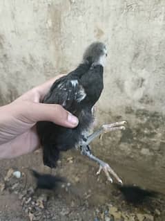 full active chicks hai Australorp vaccinated hai