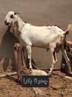 "Faisalabad mein Qurbani ke liye 2 bakray for sale, fori rabta karein"
