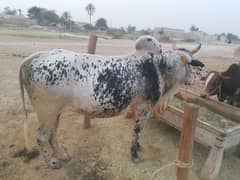 Animal for QUrbani