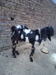 Animal