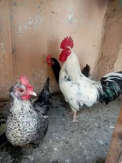 Desi misri golden