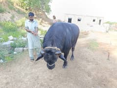 katta | buffalo | Bachra | Wacha | Bull | کٹا | qurbani janwar | eid