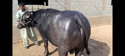 Qurbani katta | buffalo | Bachra | Wacha | Bull | کٹا | qurbani janwa