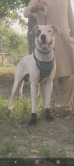 Bully gultair male age 16 month High 30