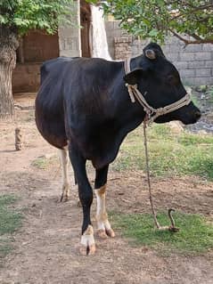 qurbani bull for sale