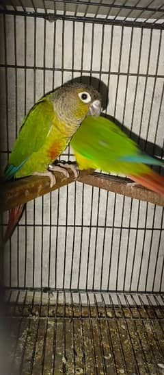 canour breeder pair