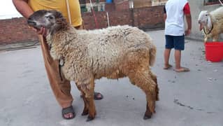 chatra