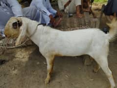 2 Male Goat for Sale