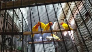 Love Birds Mix Red eye Split blue