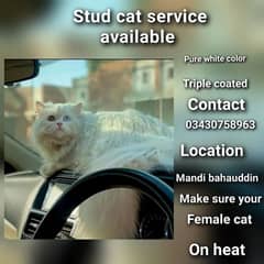 Stud service