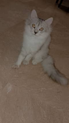 kitten for sale