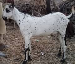 Qurbani