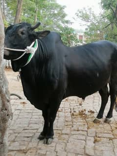 Bull /bachra /wacha /qurbani janwar /cow/desi for sales